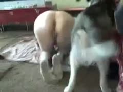 A lusty, unfaithful wife is fucked by a hairy mutt.